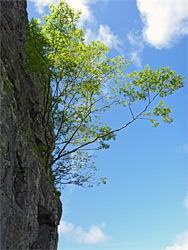 Tree on rock face