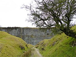 Tree and path