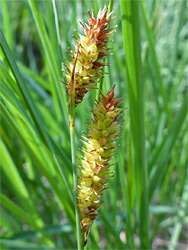 Bottle sedge