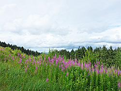 Willowherb