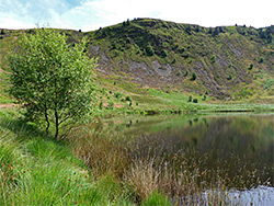 Trees beside the lake