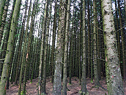 Trees in the plantation