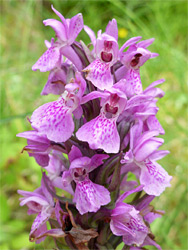 Southern marsh orchid