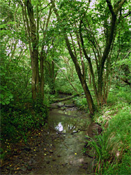 Trees by the stream