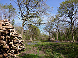 Logs beside Long Trench