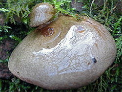 Olive oysterling - cap