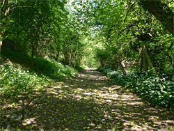 Track through Long Wood