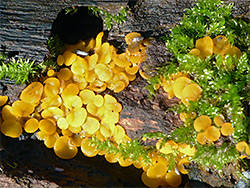 Yellow fairy cups