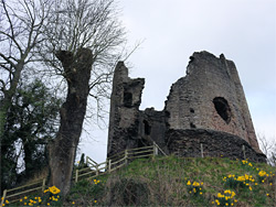 Daffodils below the keep