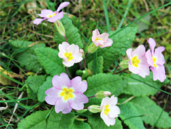 Pink flowers