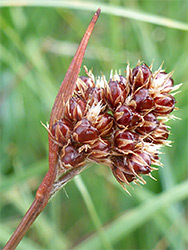 Heath wood-rush