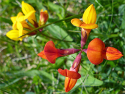 Differently-coloured flowers