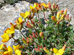 Flowering stems