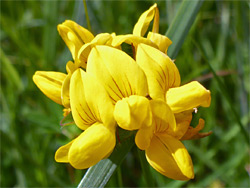 Greater bird's-foot trefoil