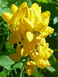 Yellow flowers