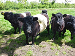 Belted galloway cattle