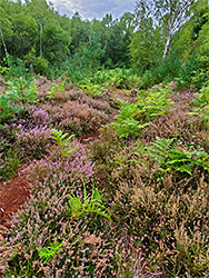 Heather beside a path