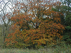 Autumnal tree