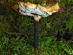 Blackfoot polypore