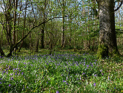 Bluebells and trees