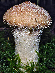 Common puffball