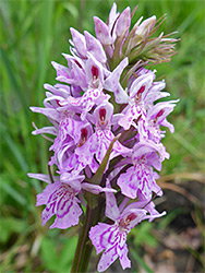 Common spotted orchid