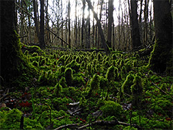 Conifers and moss