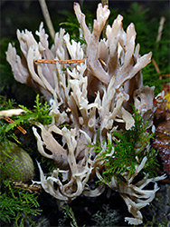 Crested coral