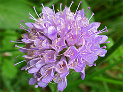 Devil's-bit scabious