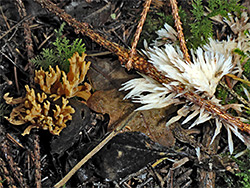 Earthfan and coral