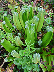 Hart's-tongue fern