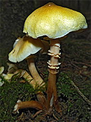 Honey fungus - caps