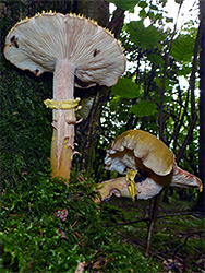 Honey fungus - stems