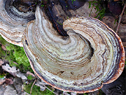 Hoof fungus