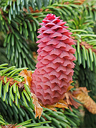 Norway spruce