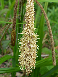 Pendulous sedge