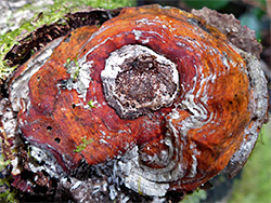 Red-banded polypore