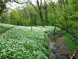 Path by the river