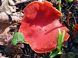 Scarlet elfcup