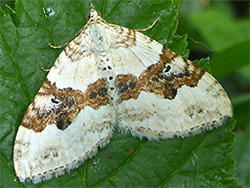 Silver ground carpet