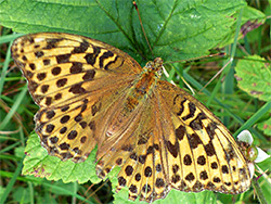 Silver washed fritillary