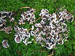 Silverleaf fungus