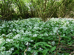 White flowers