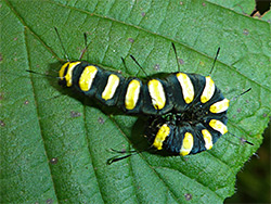 Alder moth caterpillar