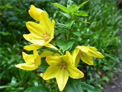 Lysimachia punctata