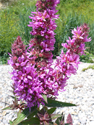 Bright pink flowers