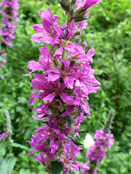 Elongated inflorescence