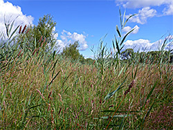 Reeds