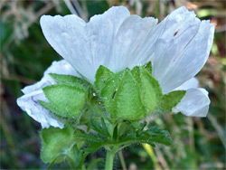 White-flowered variety