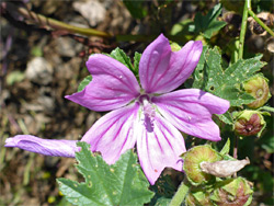 Malva sylvestris